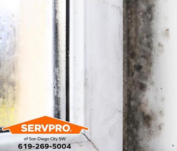 Mold is discovered growing around a leaking window.